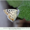 lycaena tityrus ex ovo male2